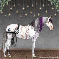 Horse Color:White Spotted Bay Appaloosa 