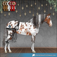 Horse Color:White Spotted Bay Near Leopard 