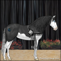 Horse Color:Black Splash 