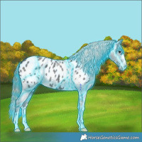Horse Color:Thunderstruck Smoky Blue Roan Appaloosa 