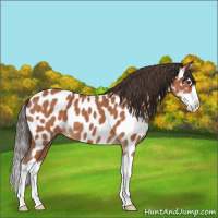 Horse Color:Bay Roan Splash Appaloosa 