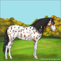 Horse Color:Bay Sabino Near Leopard 