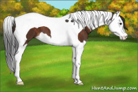 Horse Color:Brown Splash Tobiano 