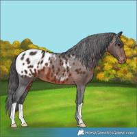 Horse Color:Brown Appaloosa 