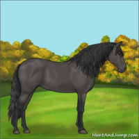 Horse Color:Black 