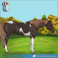 Horse Color:Liver Chestnut Tobiano