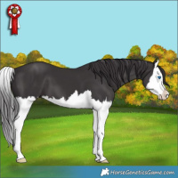 Horse Color:Smoky Black Splash 
