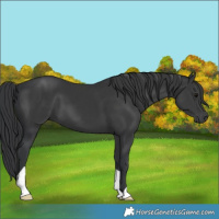 Horse Color:Black 