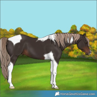 Horse Color:Liver Chestnut Tobiano 