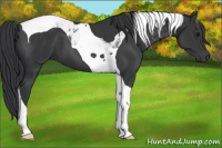 Horse Color:Black Tobiano 
