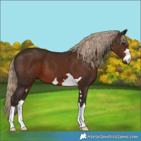 Horse Color:Liver Chestnut 