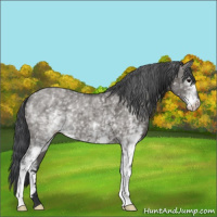 Horse Color:White Spotted Grullo 