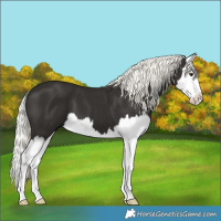 Horse Color:Liver Chestnut Mushroom Splash 