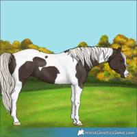 Horse Color:Liver Chestnut Mushroom Tobiano 