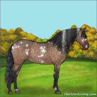 Horse Color:White Spotted Brown Dun 