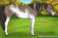 Horse Color:White Spotted Liver Red Dun Brindle 