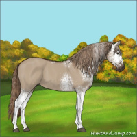 Horse Color:White Spotted Liver Red Dun 