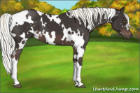 Horse Color:White Spotted Liver Chestnut Mushroom 
