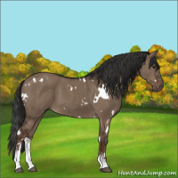 Horse Color:White Spotted Liver Red Dun Sabino 
