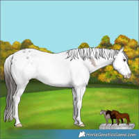 Horse Color:Liver Chestnut Splash Tobiano Appaloosa 