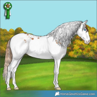 Horse Color:Chestnut Splash Tobiano Rabicano