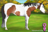 Horse Color:Bay Sabino Splash Tobiano Appaloosa Rabicano 