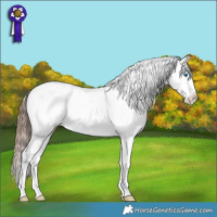 Horse Color:Bay Splash Tobiano Varnish Rabicano