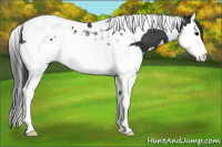 Horse Color:Black Splash Tobiano Appaloosa 