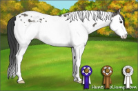 Horse Color:Grullo Splash Tobiano 