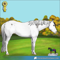 Horse Color:Grullo Ice Splash Tobiano