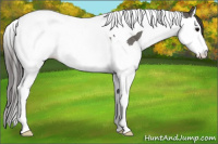 Horse Color:Grullo Splash Tobiano Varnish Rabicano 