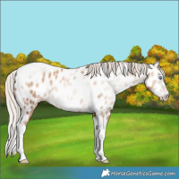 Horse Color:Gray Silver Classic Champagne Pearl Splash Tobiano Frame Appaloosa Rabicano