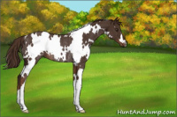 Horse Color:White Spotted Liver Chestnut Rabicano 