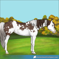 Horse Color:White Spotted Liver Chestnut Splash Rabicano 
