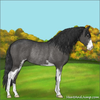 Horse Color:Black Sabino Rabicano 