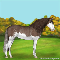 Horse Color:Liver Chestnut Sabino Splash Rabicano