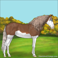 Horse Color:Chestnut Splash Varnish 