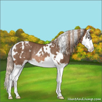Horse Color:White Spotted Chestnut Sabino Splash Rabicano 