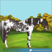 Horse Color:White Spotted Liver Chestnut Rabicano 