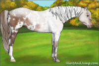 Horse Color:White Spotted Liver Chestnut Rabicano 