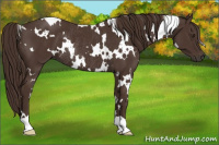 Horse Color:White Spotted Liver Chestnut Rabicano 