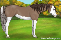 Horse Color:Liver Red Dun Splash 