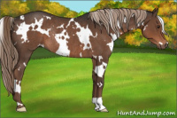 Horse Color:White Spotted Liver Chestnut Rabicano 