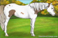 Horse Color:Chestnut Splash Tobiano 