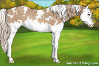 Horse Color:White Spotted Red Dun Splash Rabicano