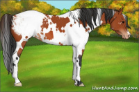 Horse Color:White Spotted Bay Appaloosa 