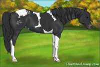 Horse Color:Black Tobiano Appaloosa 