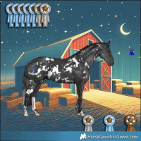 Horse Color:White Spotted Black 