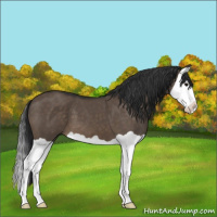 Horse Color:Brown Dun Splash 