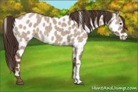 Horse Color:Liver Red Dun Appaloosa 